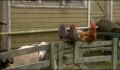 dr dolittle 3-avi_436.jpg